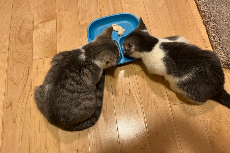 Pompom and Pickles eating side by side from a shared dish