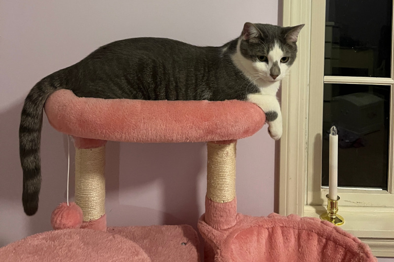 Pickles, a gray and white cat on a pink cat tree