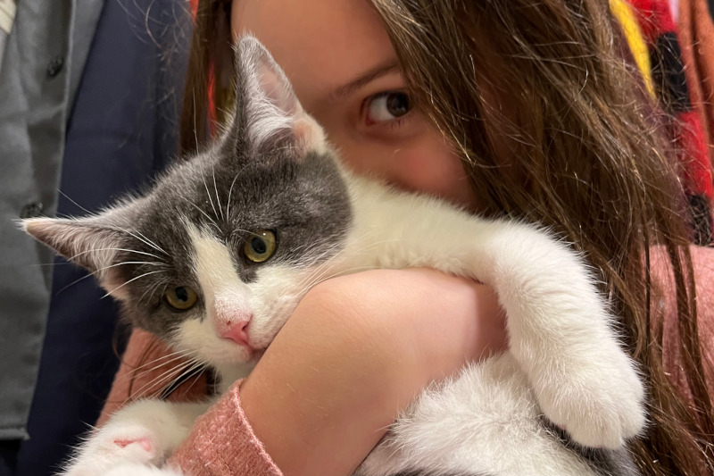 Pompom, a gray and white kitten