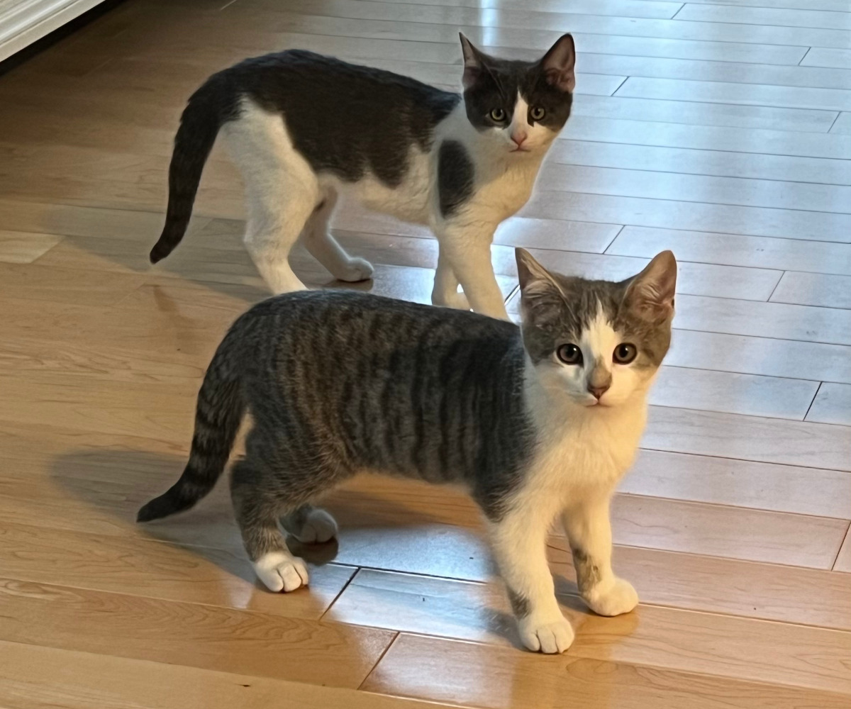 Pompom and Pickles standing together on a wooden floor