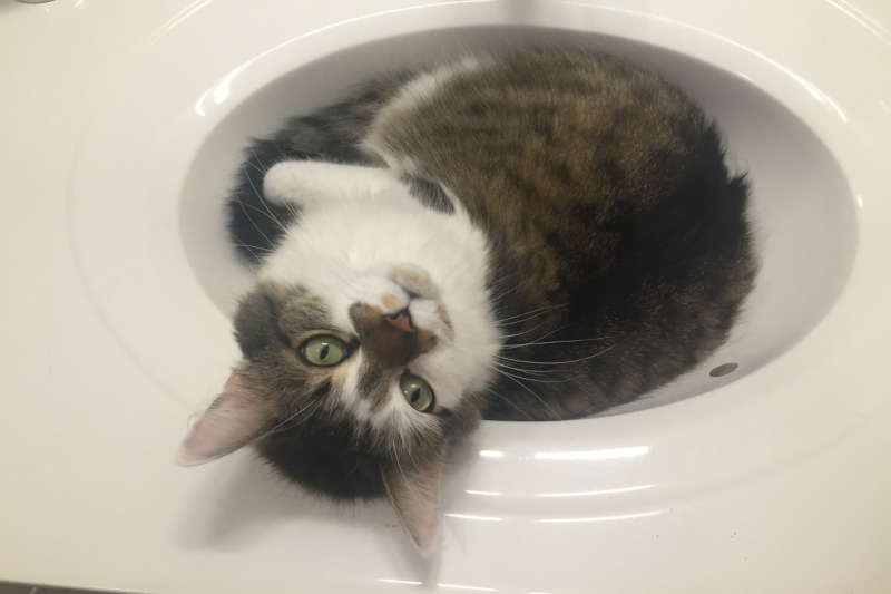 Rossi, a fluffy brown and white cat in a sink